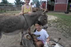 br-sa-donkeys